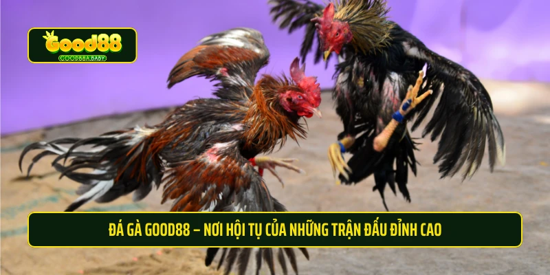 Đá gà Good88 – nơi hội tụ của những trận đấu đỉnh cao