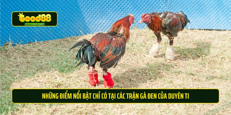 Những điểm nổi bật chỉ có tại các trận gà đen của Duyên Ti