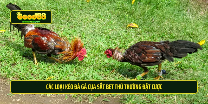 Các loại kèo đá gà cựa sắt bet thủ thường đặt cược