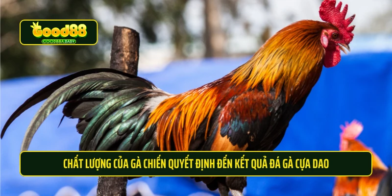 Chất lượng của gà chiến quyết định đến kết quả đá gà cựa dao