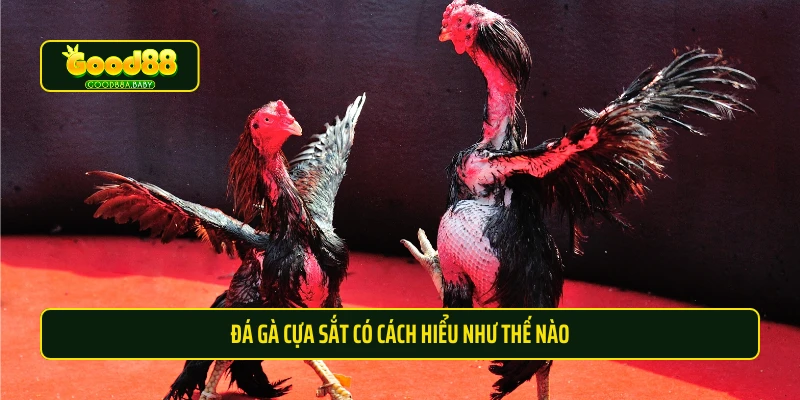 Đá gà cựa sắt có cách hiểu như thế nào