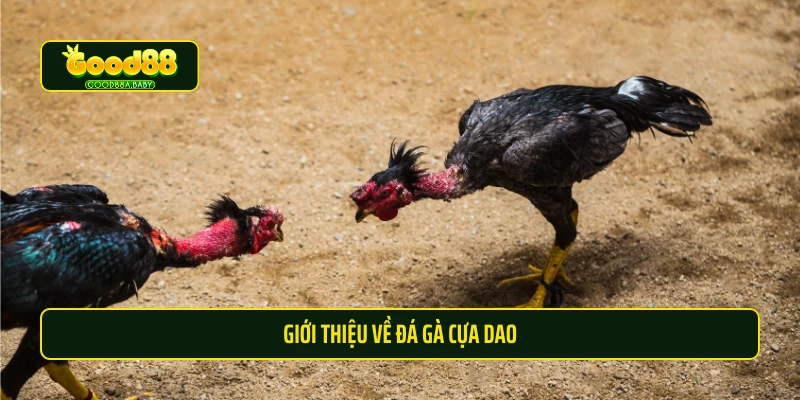 Giới thiệu về đá gà cựa dao