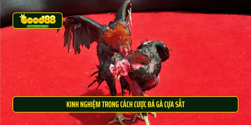 Kinh nghiệm trong cách cược đá gà cựa sắt