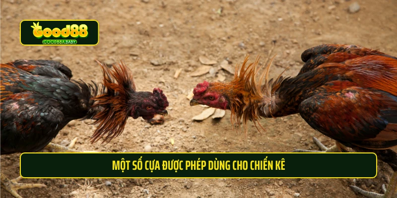 Một số cựa được phép dùng cho chiến kê